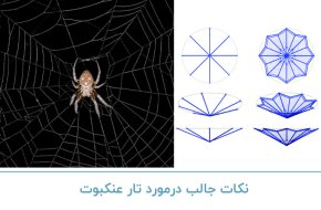 نکات جالب در مورد تار عنکبوت