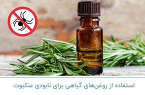 استفاده از روغن های گیاهی برای نابودی عنکبوت