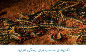 مکان های مناسب برای زندگی هزارپا