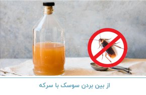 از بین بردن سوسک با سرکه