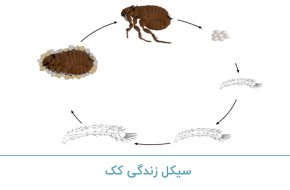 سیکل زندگی کک