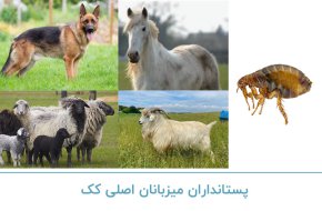 پستانداران میزبانان اصلی کک