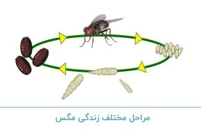 مراحل مختلف زندگی مگس