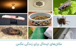 مکان های ایده آل برای زندگی مگس