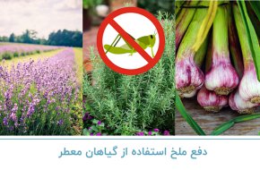 دفع ملخ با استفاده از گیاهان معطر