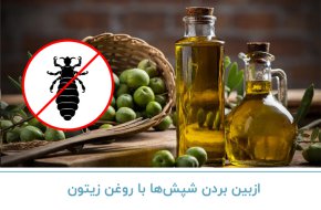 از بین بردن شپش ها با روغن زیتون