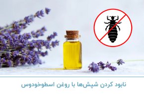 نابود کردن شپش ها با روغن اسطوخودوس