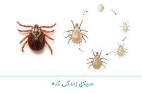 سیکل زندگی کنه