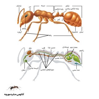 عکس آناتومی حشره مورچه