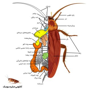 عکس آناتومی حشره سوسک