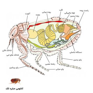 عکس آناتومی حشره کک