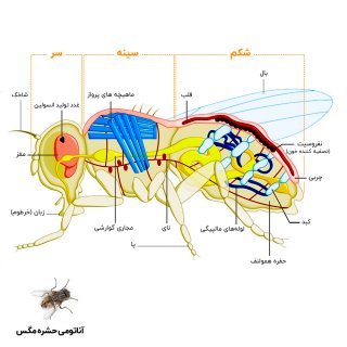 عکس آناتومی حشره مگس