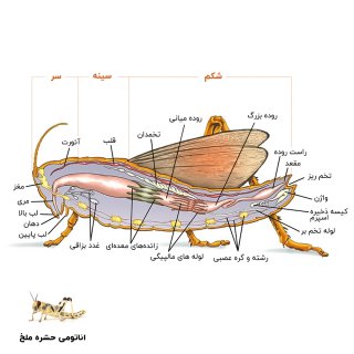 عکس آناتومی حشره ملخ