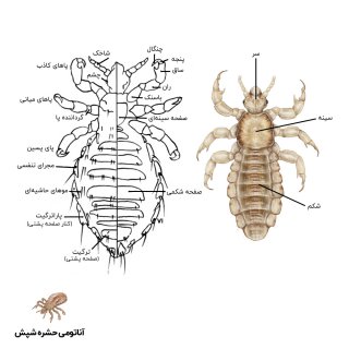 عکس آناتومی حشره شپش سر