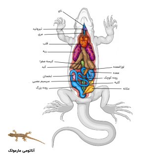 عکس آناتومی حشره مارمولک