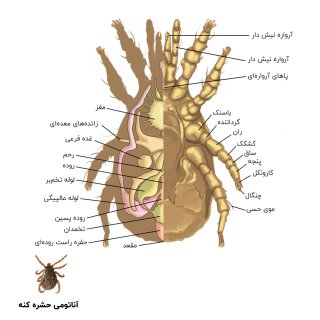 عکس آناتومی حشره کنه