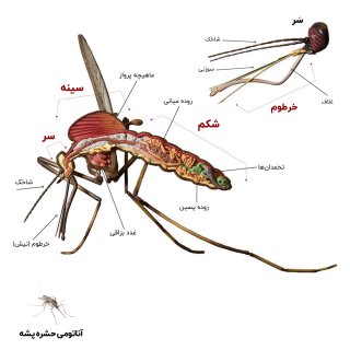 عکس آناتومی حشره پشه