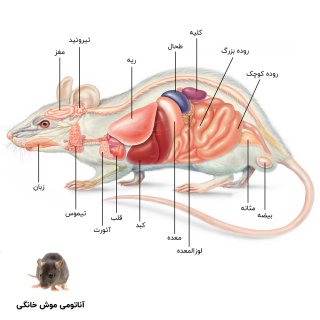 عکس آناتومی موش