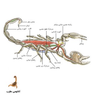 عکس آناتومی حشره عقرب