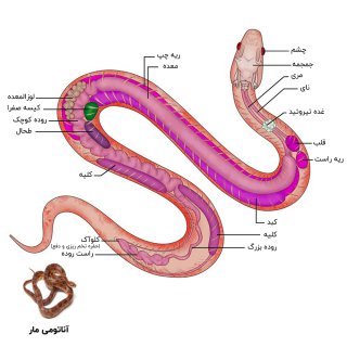 عکس آناتومی مار