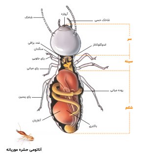 عکس آناتومی حشره موریانه