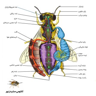 عکس آناتومی حشره زنبور